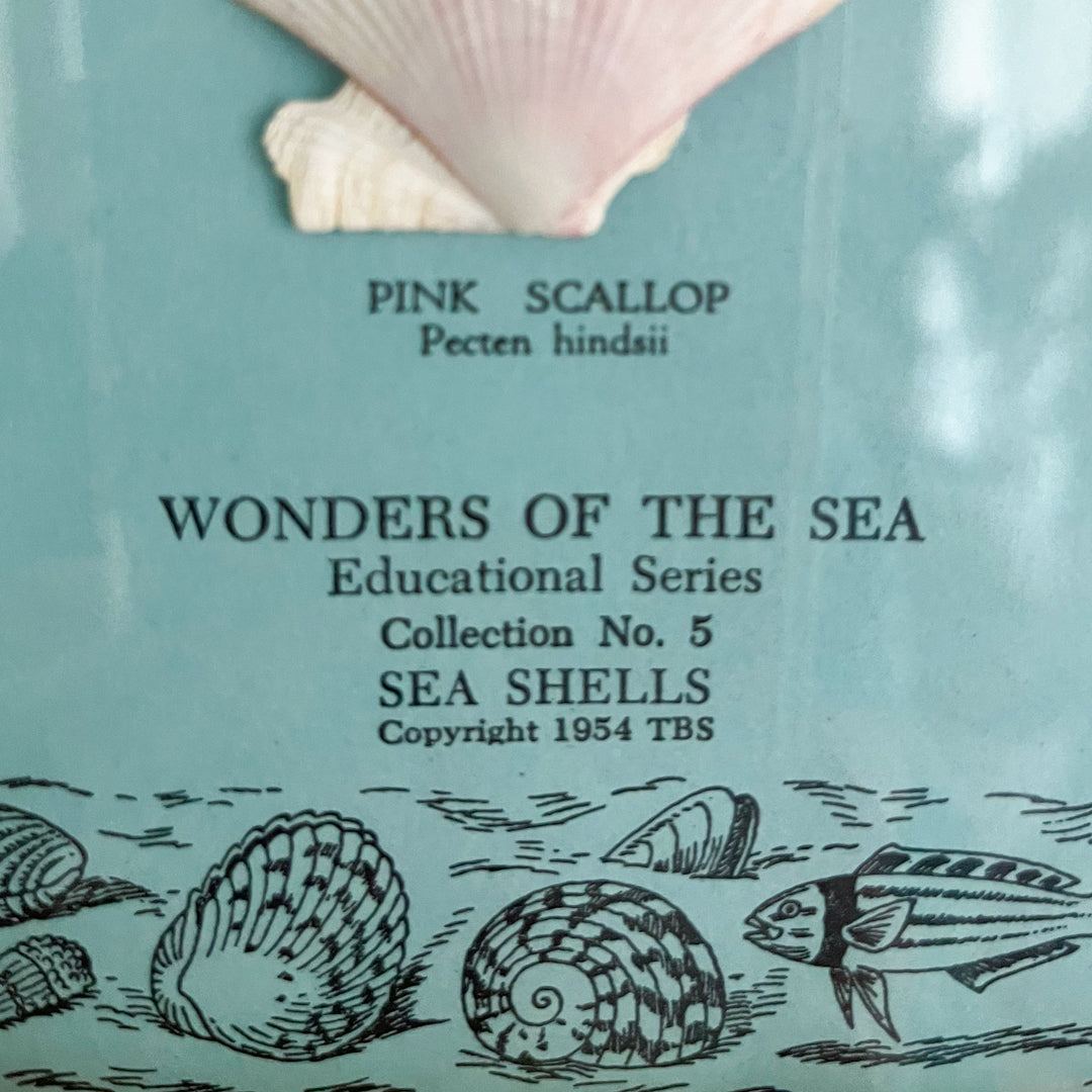 Educational Specimens - Sea Shells